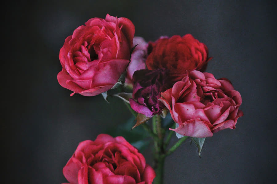 Red roses against a dark background