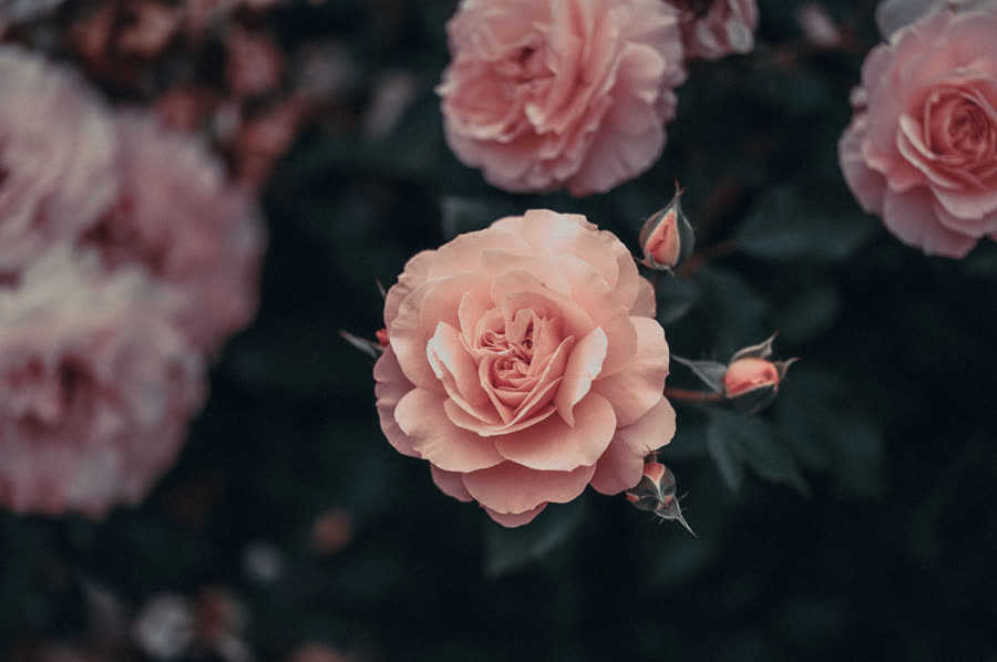 Pale pink roses, a quiet gesture of farewell