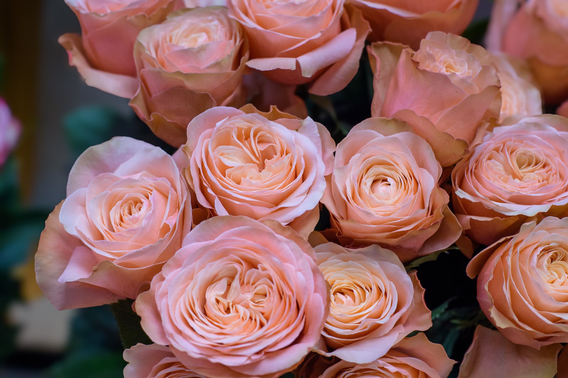 Roses